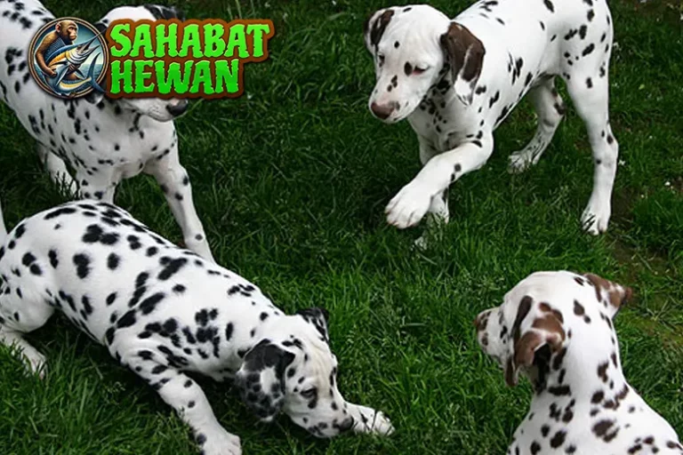 Anjing Dalmatian Cantik Cerdas, Butuh 3 Perhatian! 39 Anjing Dalmatian Cantik, Cerdas, Butuh 3 Perhatian!