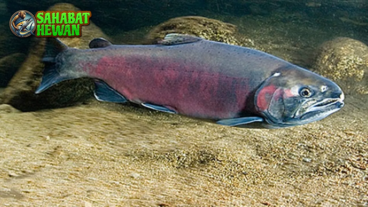 Ikan Salmon Penjelajah dalam 5 Ekosistem 2 Ikan Salmon Penjelajah dalam 5 Ekosistem