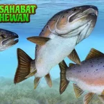 Ikan Salmon Penjelajah dalam 5 Ekosistem