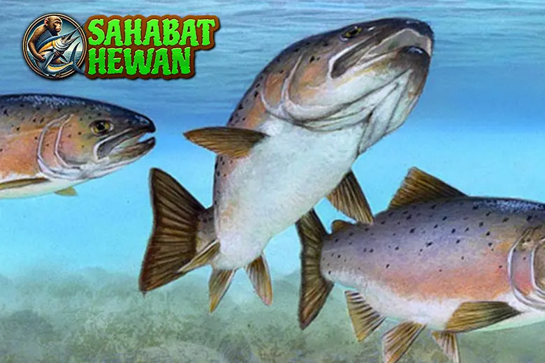 Ikan Salmon Penjelajah dalam 5 Ekosistem 1 Ikan Salmon Penjelajah dalam 5 Ekosistem