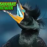 Burung Kormoran 5 Penyelam dalam dari Lautan