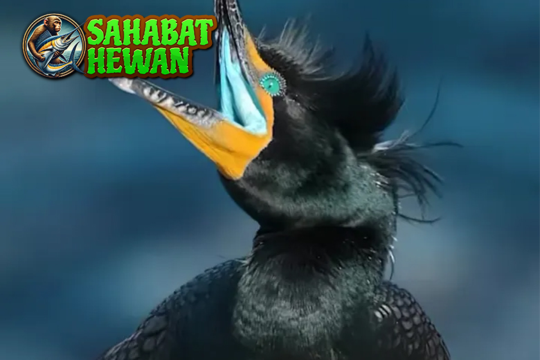 Burung Kormoran 5 Penyelam dalam dari Lautan