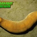 Teripang Si Lunak 2 Berduri yang Kaya Khasiat