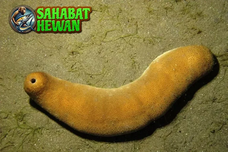 Teripang Si Lunak 2 Berduri yang Kaya Khasiat