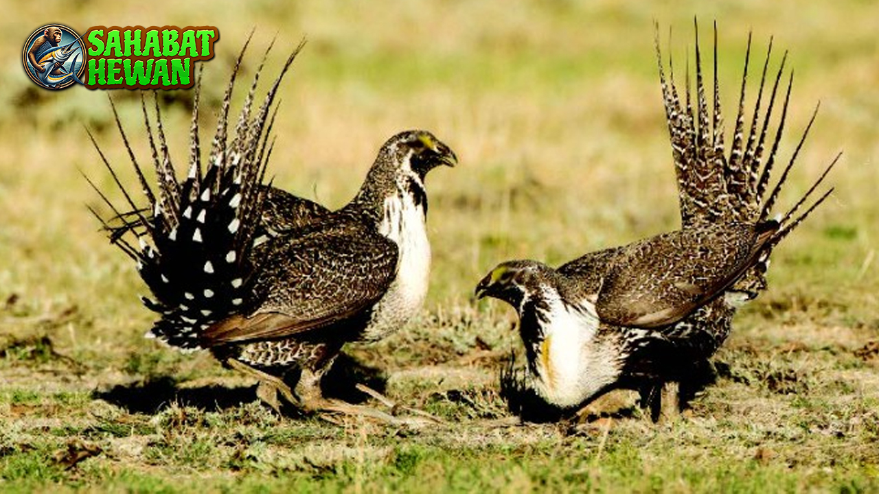Burung Grouse Keindahan2 Liar dari Belantara Utara