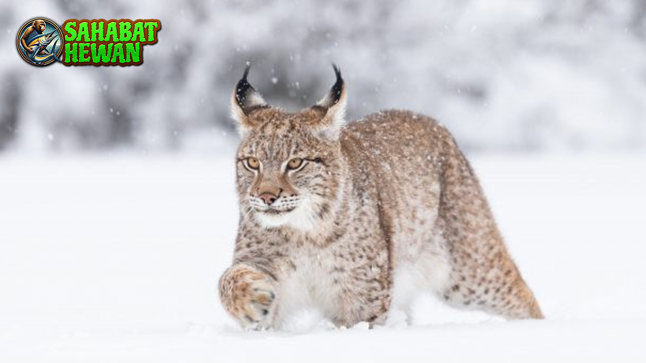 Lynx Kucing 3 Liar Berjumbai Penuh Misteri