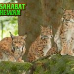 Lynx Kucing 3 Liar Berjumbai Penuh Misteri