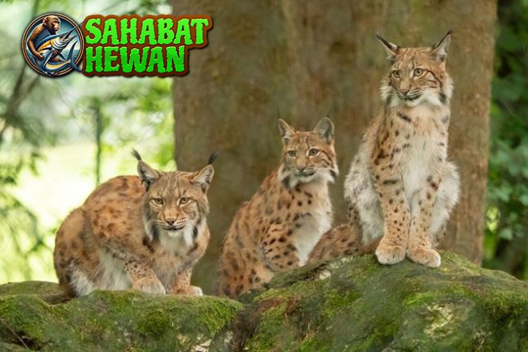 Lynx Kucing 3 Liar Berjumbai Penuh Misteri