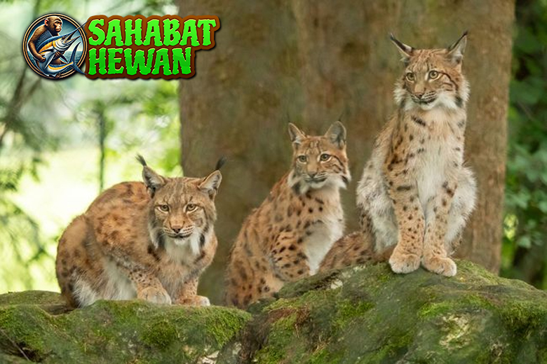 Lynx Kucing 3 Liar Berjumbai Penuh Misteri 3 Lynx Kucing 3 Liar Berjumbai Penuh Misteri