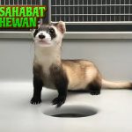 Ferret Bukan Cuma Lucu, Tapi Juga Cerdas Ini 2 Buktinya!