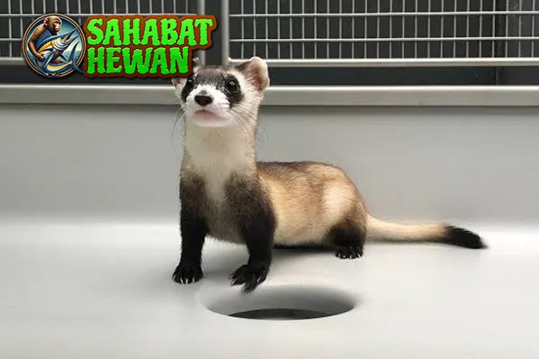 Ferret Bukan Cuma Lucu, Tapi Juga Cerdas Ini 2 Buktinya!