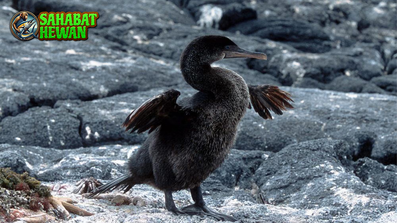 Kormoran 1 Burung Air Hidup dalam Koloni Besar