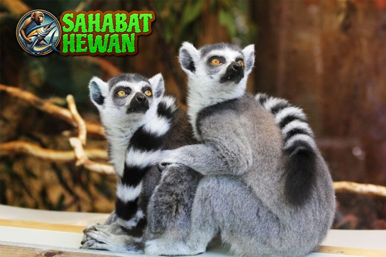 Lemur Primata Lincah dalam 10 Hidup Misterius