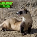 Ferret Si Musang Jinak yang 3 Penuh Kejutan