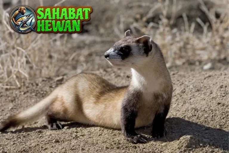Ferret Si Musang Jinak yang 3 Penuh Kejutan