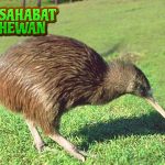 Burung Kiwi Simbol 10 Budaya Ekosistem Langka