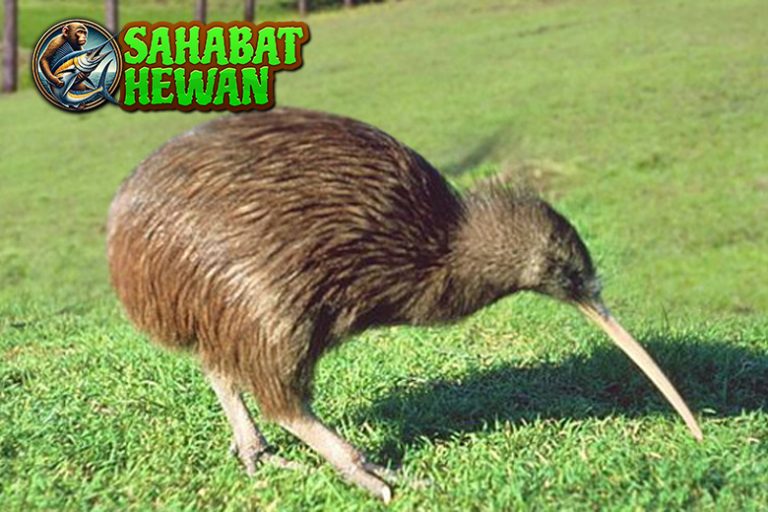 Burung Kiwi Simbol 10 Budaya Ekosistem Langka