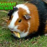 Tikus Belanda Hewan Kecil Bikin 4 Hati Meleleh
