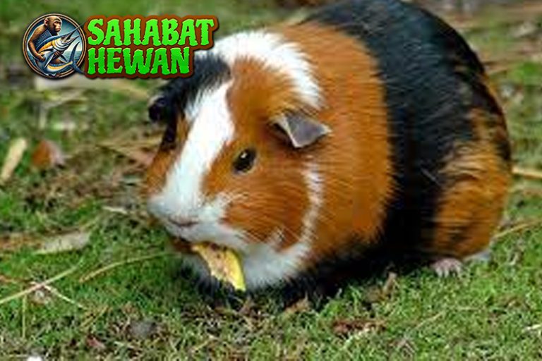 Tikus Belanda Hewan Kecil Bikin 4 Hati Meleleh