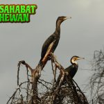 Kormoran 1 Burung Air Hidup dalam Koloni Besar