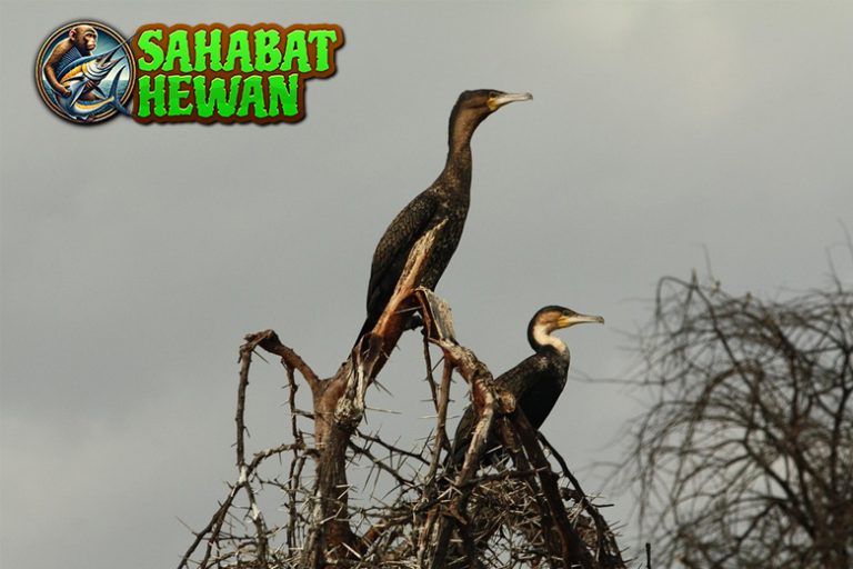 Kormoran 1 Burung Air Hidup dalam Koloni Besar