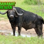 Banteng dan Kerbau Mirip dalam Beda 2 Watak