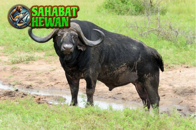 Banteng dan Kerbau Mirip dalam Beda 2 Watak