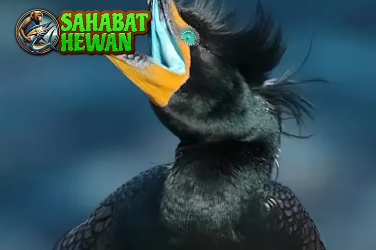 Kormoran 1 Burung Penyelam Ulung Dunia Air