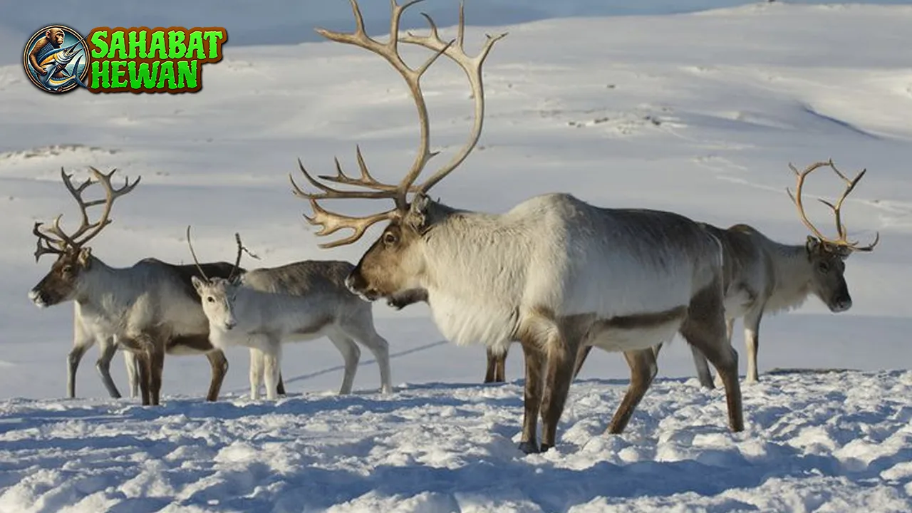 Rusa Kutub 4 Simfoni Dingin dalam Lanskap Putih