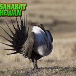 Burung Grouse Keindahan2 Liar dari Belantara Utara