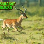 Impala Antelop yang Menari2 di Tengah Bahaya
