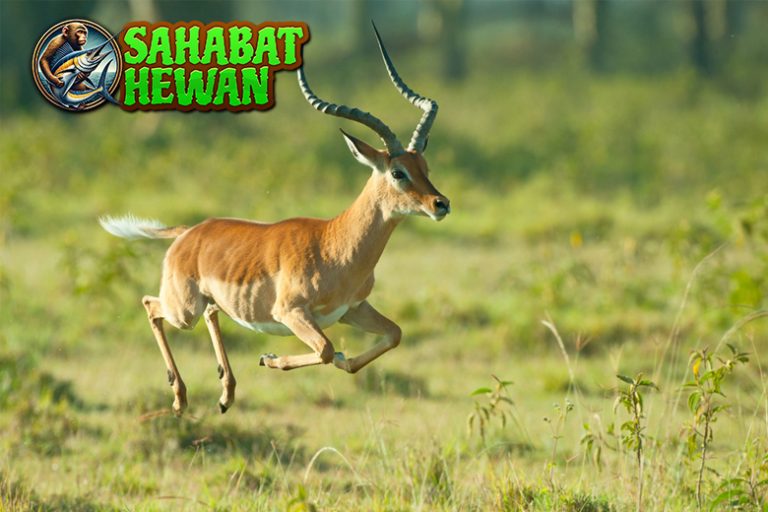 Impala Antelop yang Menari2 di Tengah Bahaya