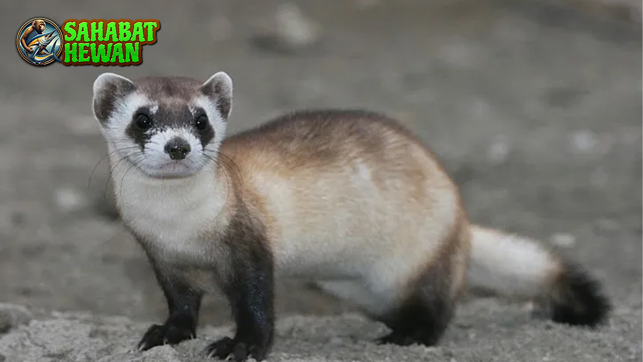 Ferret Bukan Cuma Lucu, Tapi Juga Cerdas Ini 2 Buktinya!