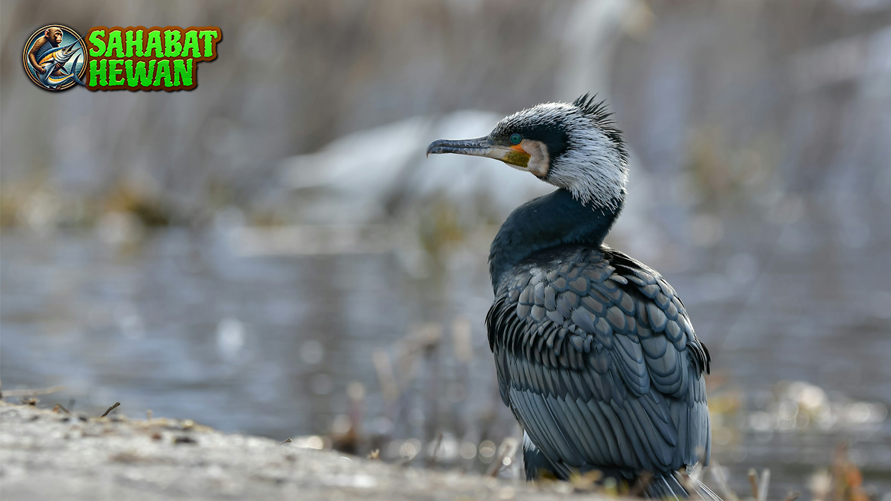 Burung Kormoran 5 Penyelam dalam dari Lautan