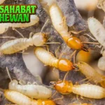 Rayap 8 Arsitek Mikro Mengubah Wajah Bumi