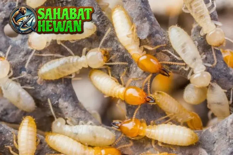 Rayap 8 Arsitek Mikro Mengubah Wajah Bumi 31 Rayap 8 Arsitek Mikro Mengubah Wajah Bumi