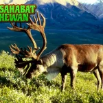 Rusa Kutub 4 Simfoni Dingin dalam Lanskap Putih