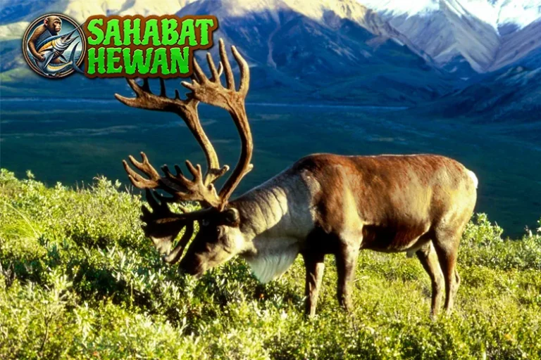 Rusa Kutub 4 Simfoni Dingin dalam Lanskap Putih 17 Rusa Kutub 4 Simfoni Dingin dalam Lanskap Putih