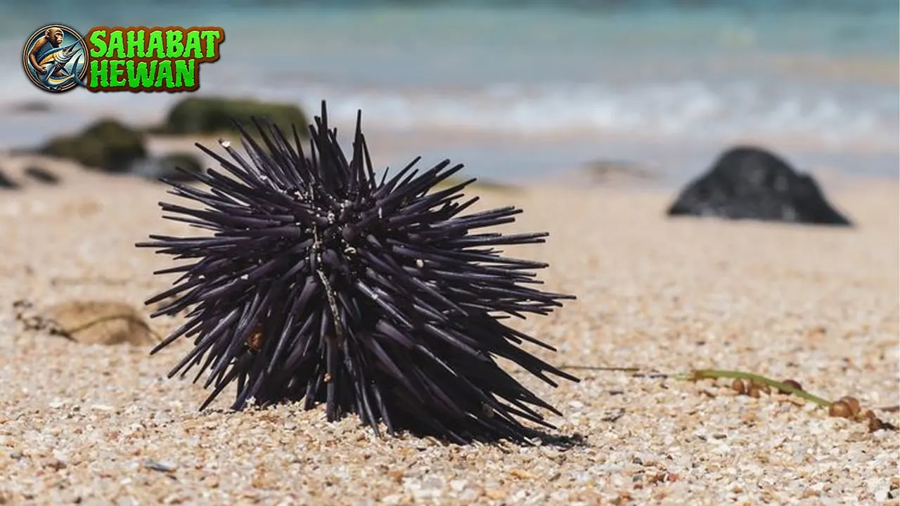 Bulu Babi Si Berduri 2 Cantik dari Laut Tropis