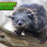 Binturong Misteri Aroma Popcorn di 5 Hutan Tropis!