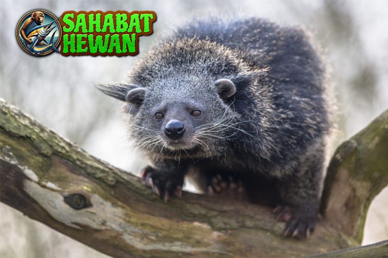 Binturong Misteri Aroma Popcorn di 5 Hutan Tropis!