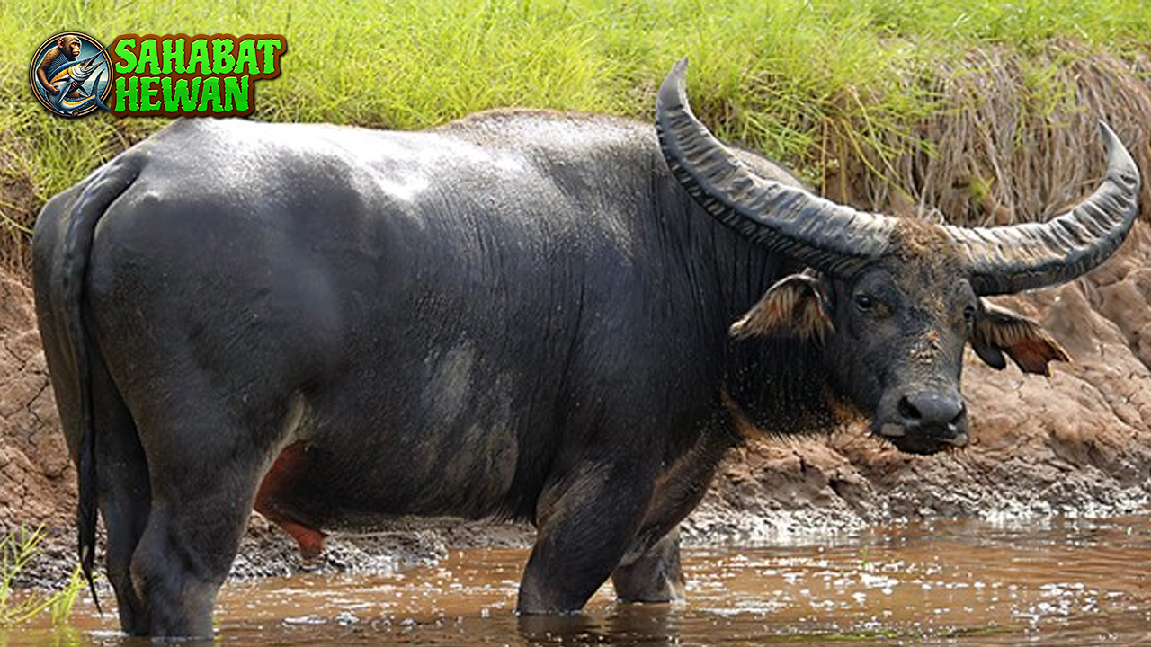 Banteng dan Kerbau Mirip dalam Beda 2 Watak
