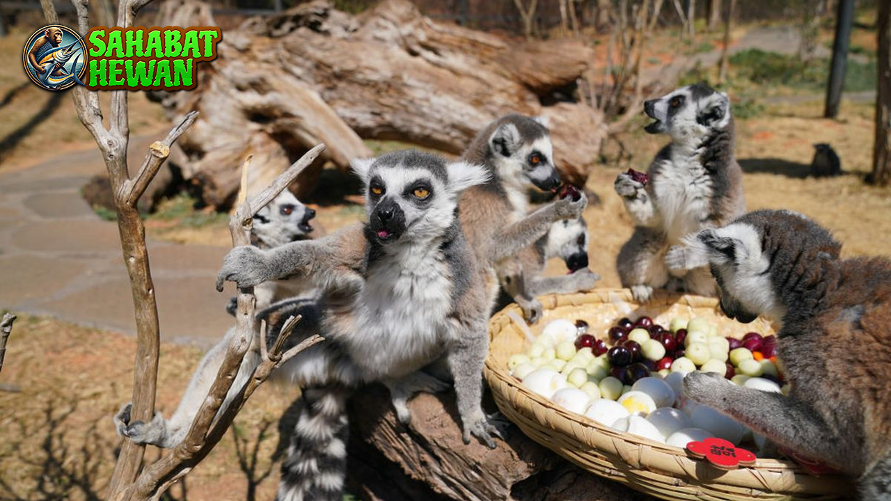Lemur Primata Lincah dalam 10 Hidup Misterius
