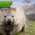 Wombat Si Pelari Penuh dari Semak2 Australia