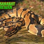 Ular Piton Si 01 Raksasa Sunyi dari Dunia Reptil