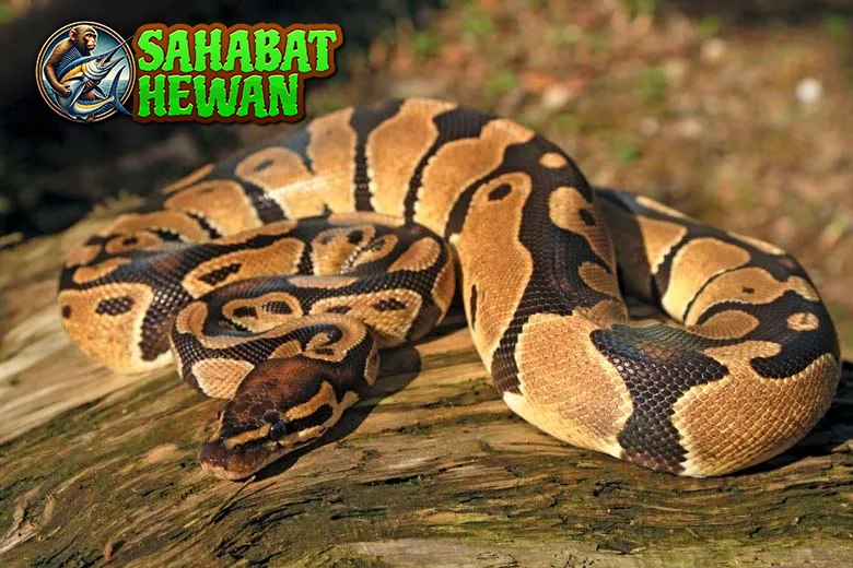 Ular Piton Si 01 Raksasa Sunyi dari Dunia Reptil 3 Ular Piton Si 01 Raksasa Sunyi dari Dunia Reptil