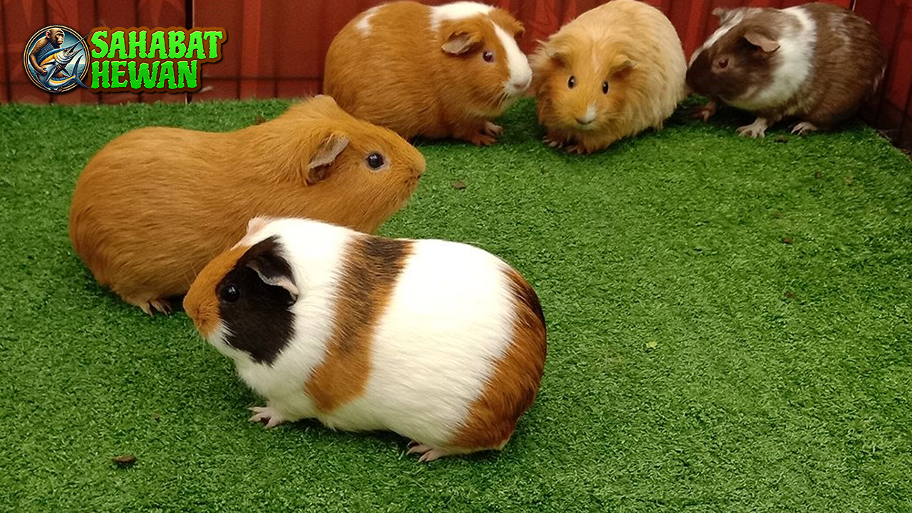 Tikus Belanda Hewan Kecil Bikin 4 Hati Meleleh