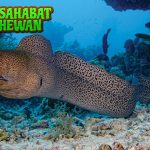Belut Moray 02 Predator Laut Jarang Diketahui