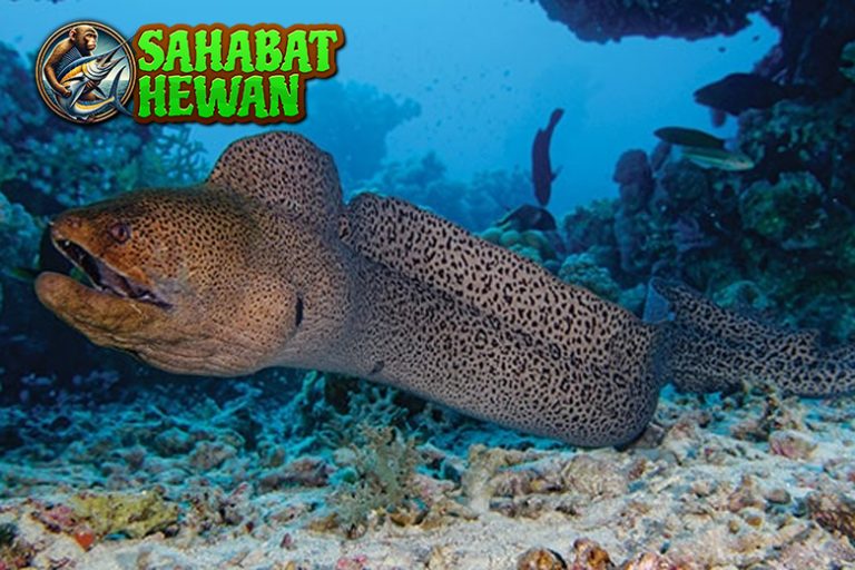 Belut Moray 02 Predator Laut Jarang Diketahui