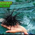 Bulu Babi Si Berduri 2 Cantik dari Laut Tropis
